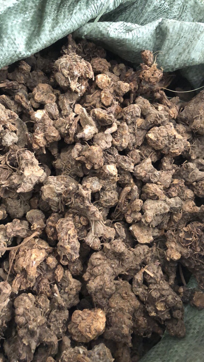 一代黑皮朱砂点家种苍术（红茬）