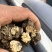 一代黑皮朱砂点家种苍术（红茬）
