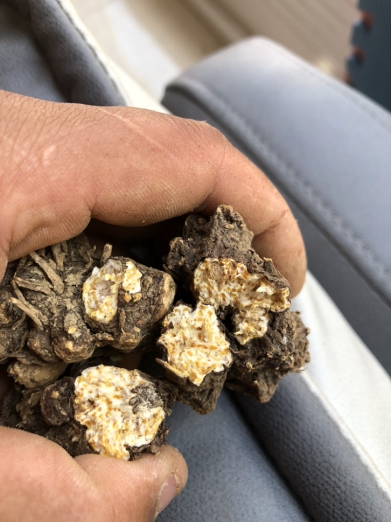一代黑皮朱砂点家种苍术（红茬）