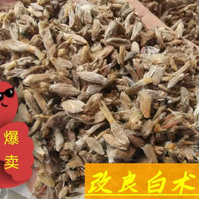 改良白术种子，发芽率高，纯新种子提供种植技术包回收