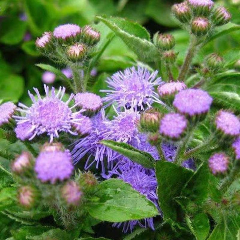 霍香蓟种子蓝花冠藿香蓟花籽四季播易种庭院盆栽花卉种籽子