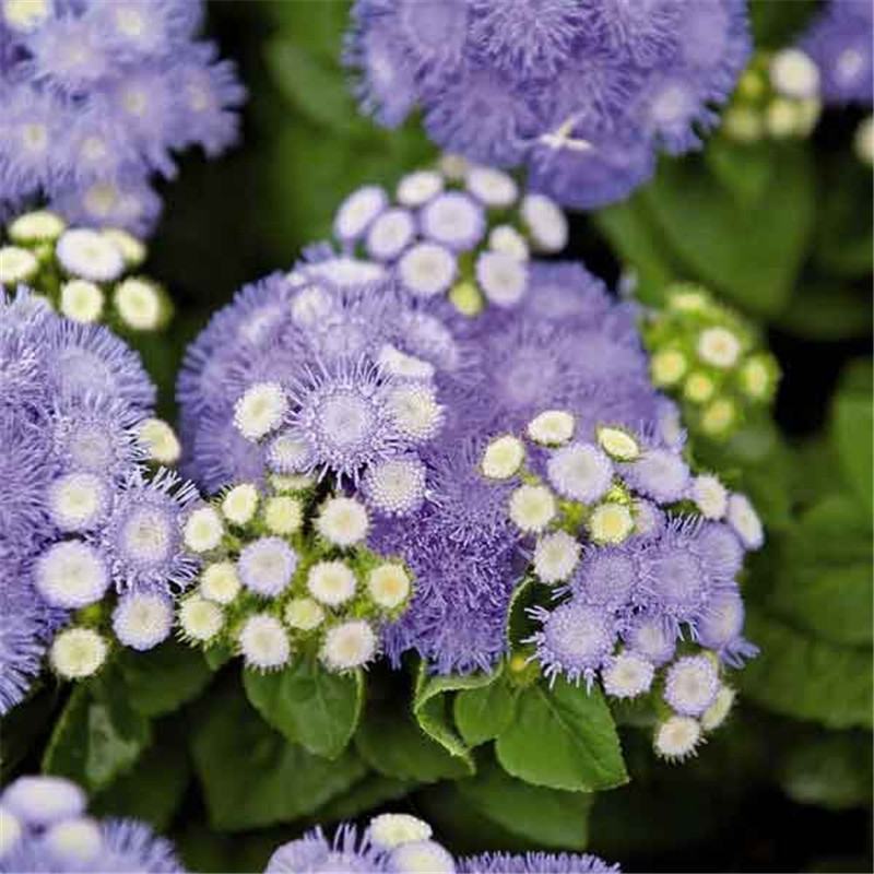 霍香蓟种子蓝花冠藿香蓟花籽四季播易种庭院盆栽花卉种籽子