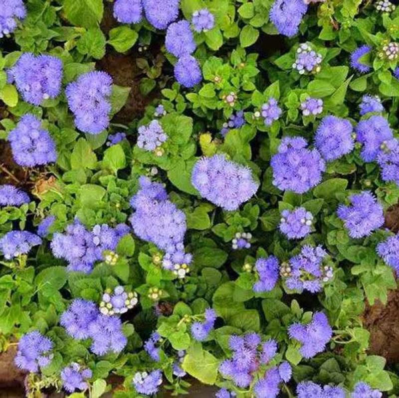 霍香蓟种子蓝花冠藿香蓟花籽四季播易种庭院盆栽花卉种籽子