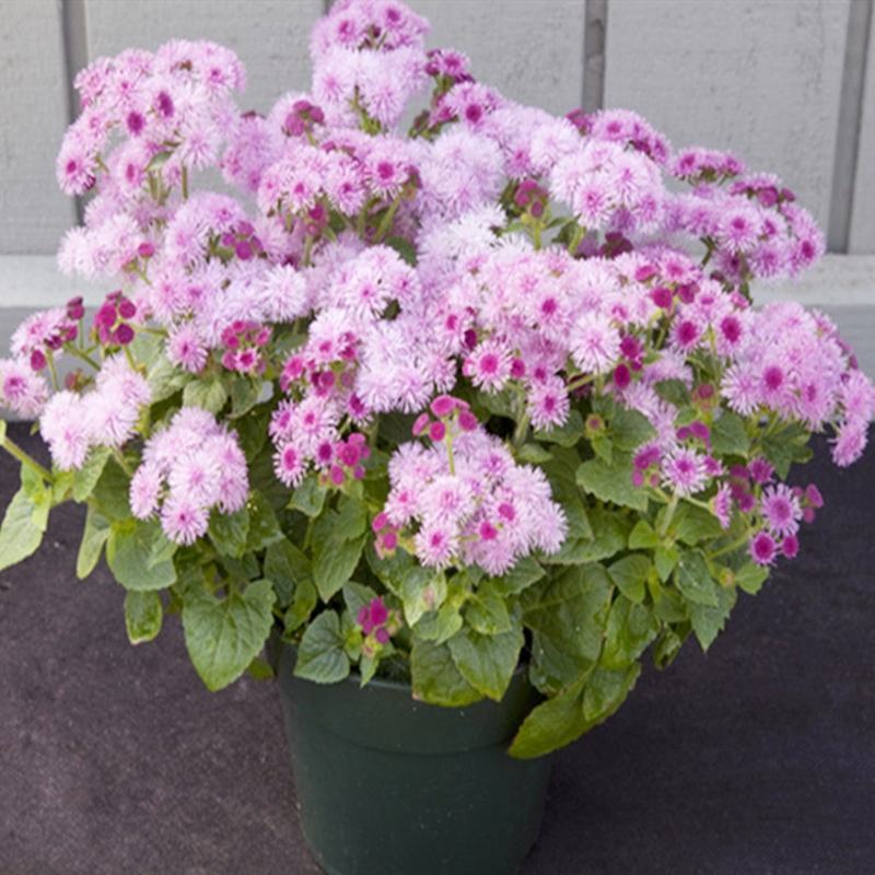 霍香蓟种子蓝花冠藿香蓟花籽四季播易种庭院盆栽花卉种籽子