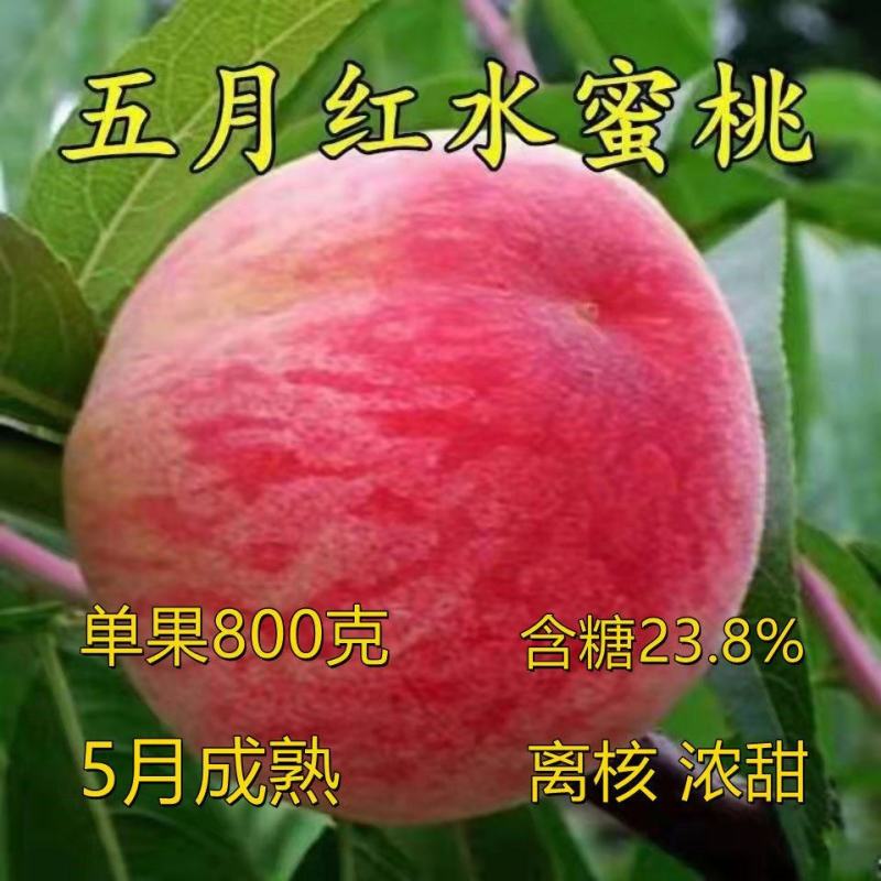 五月红桃树苗嫁接苗