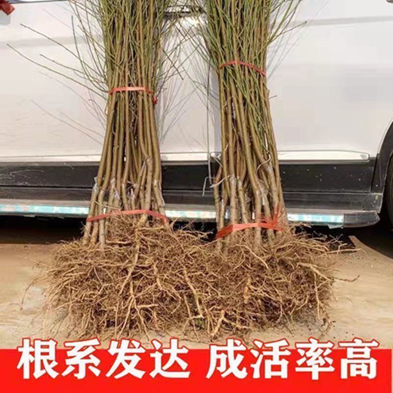 五月红桃树苗嫁接苗