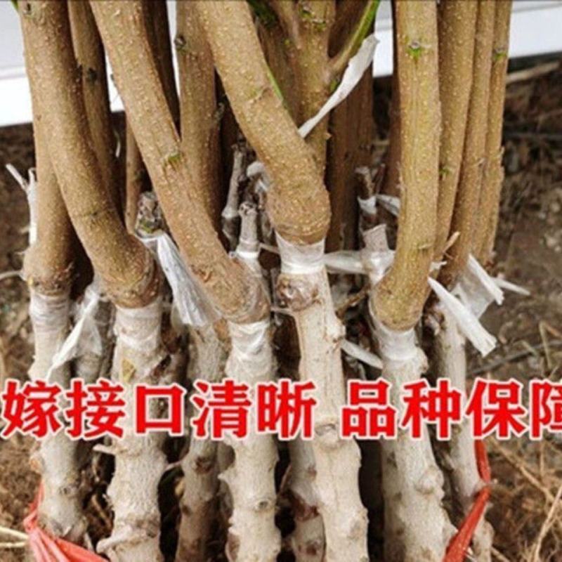 五月红桃树苗嫁接苗