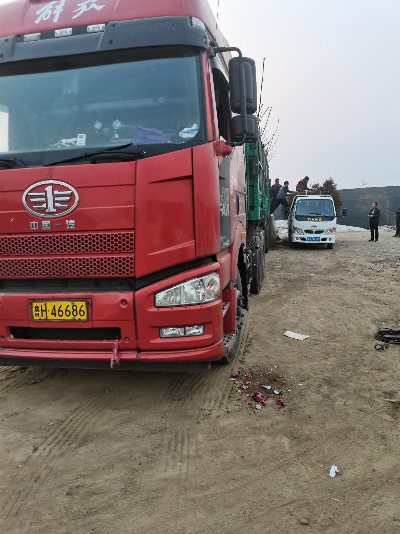 科迪亚矮化大樱桃苗晚熟个大基地发货保湿邮寄包邮