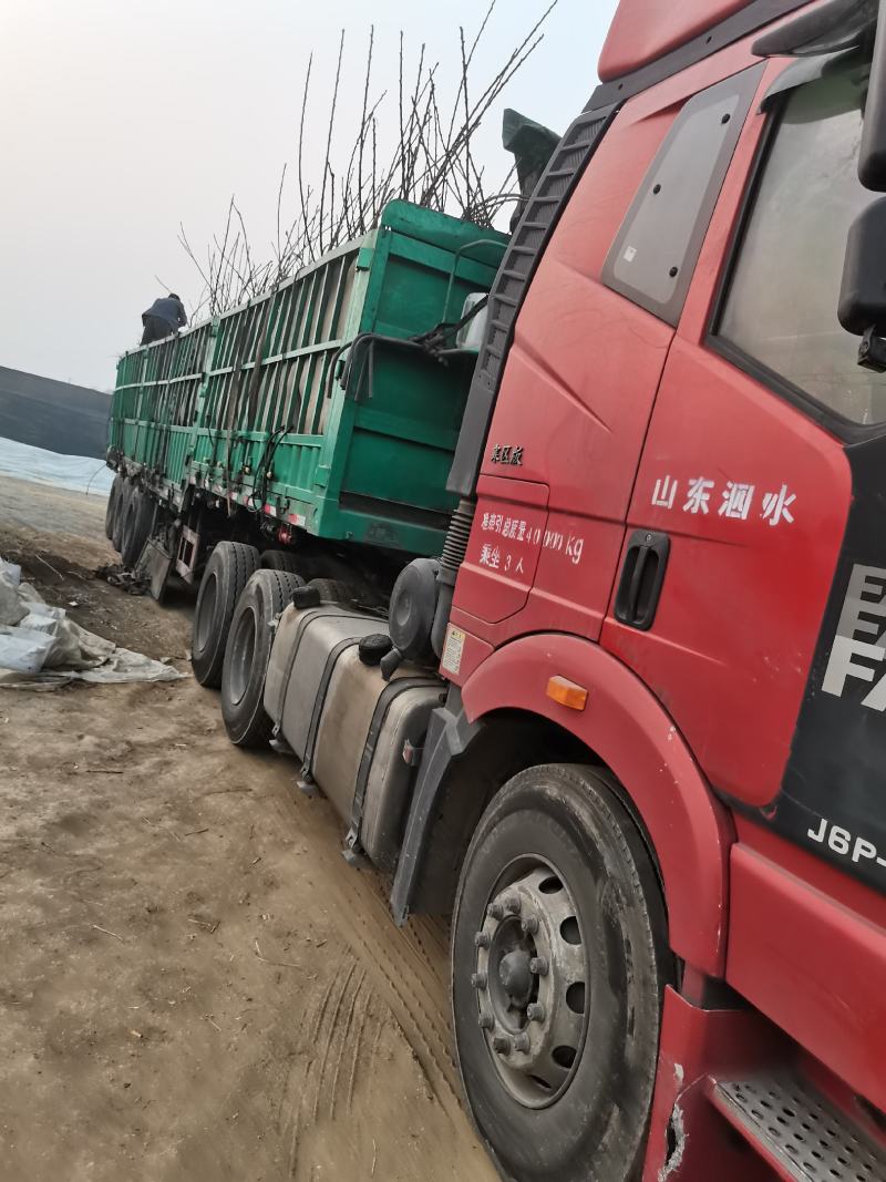 科迪亚矮化大樱桃苗晚熟个大基地发货保湿邮寄包邮