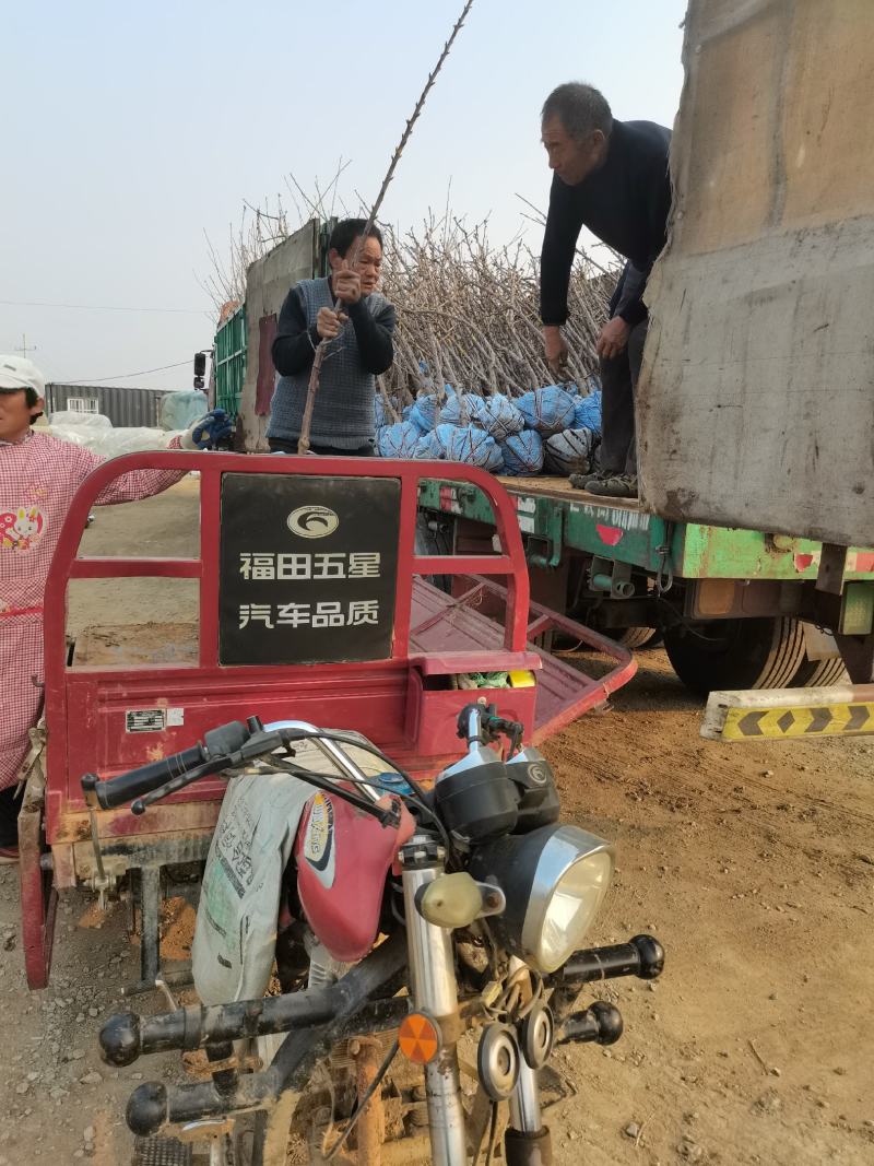 科迪亚矮化大樱桃苗晚熟个大基地发货保湿邮寄包邮