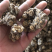 一代黑皮朱砂点家种苍术（红茬）