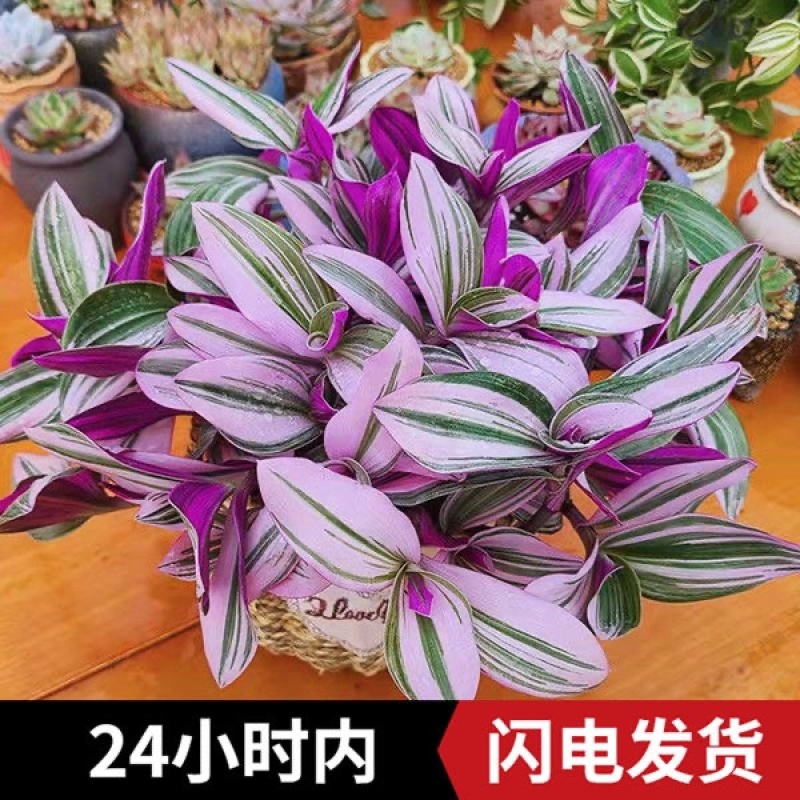 【包邮油画婚礼吊兰盆栽】10颗40元包邮到家