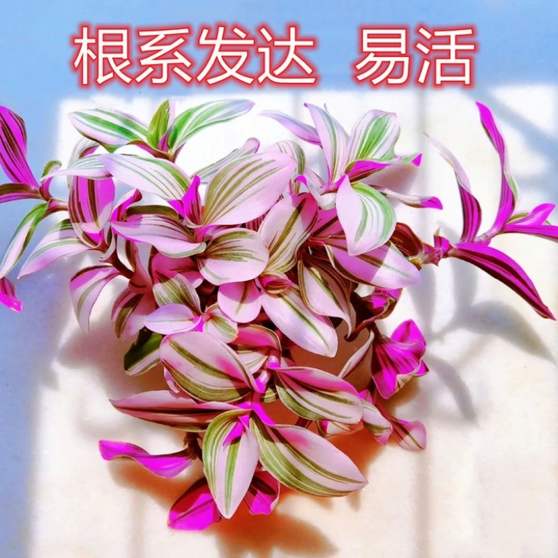 【包邮油画婚礼吊兰盆栽】10颗40元包邮到家