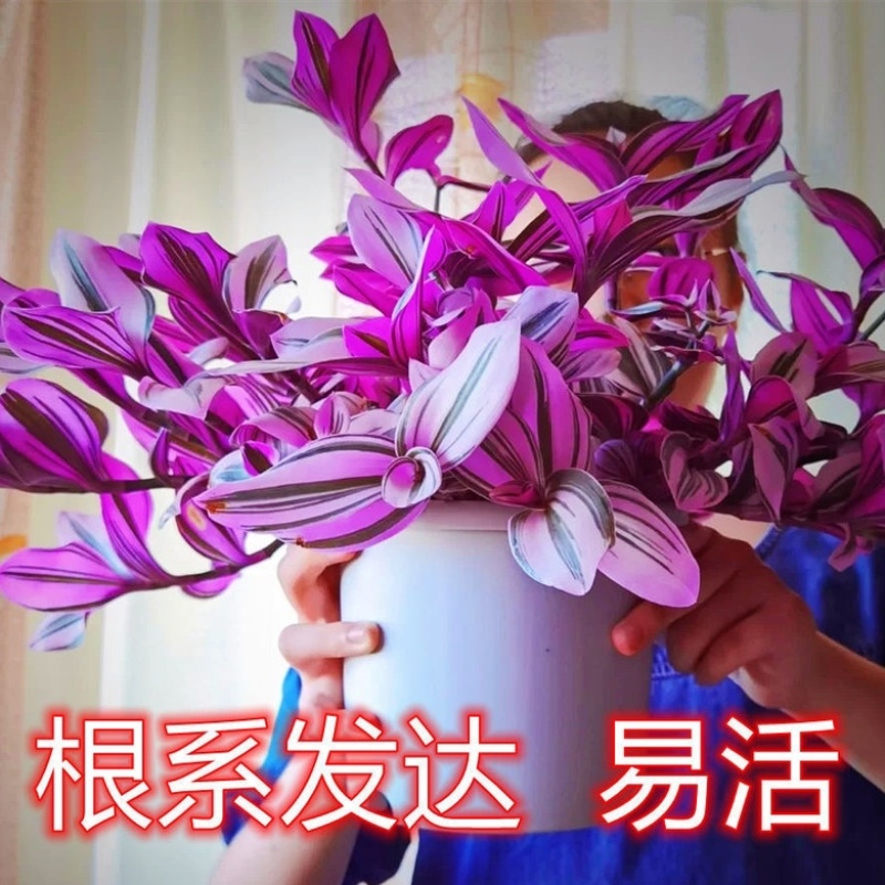 【包邮油画婚礼吊兰盆栽】10颗40元包邮到家