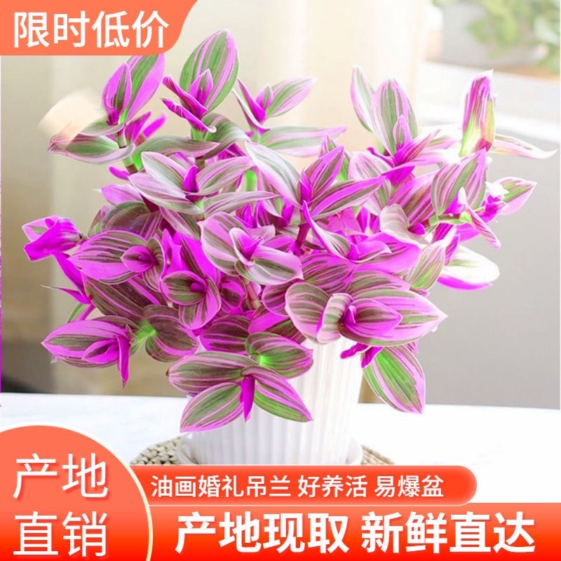 【包邮油画婚礼吊兰盆栽】10颗40元包邮到家
