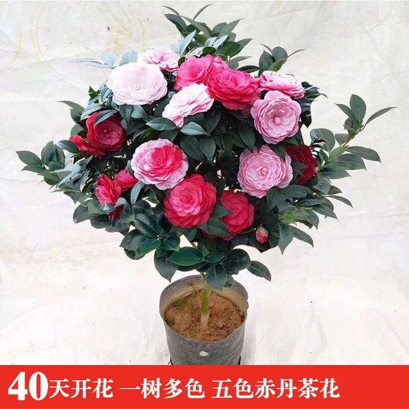 耐寒四级浓香香妃茶花盆栽120元6棵包邮到家