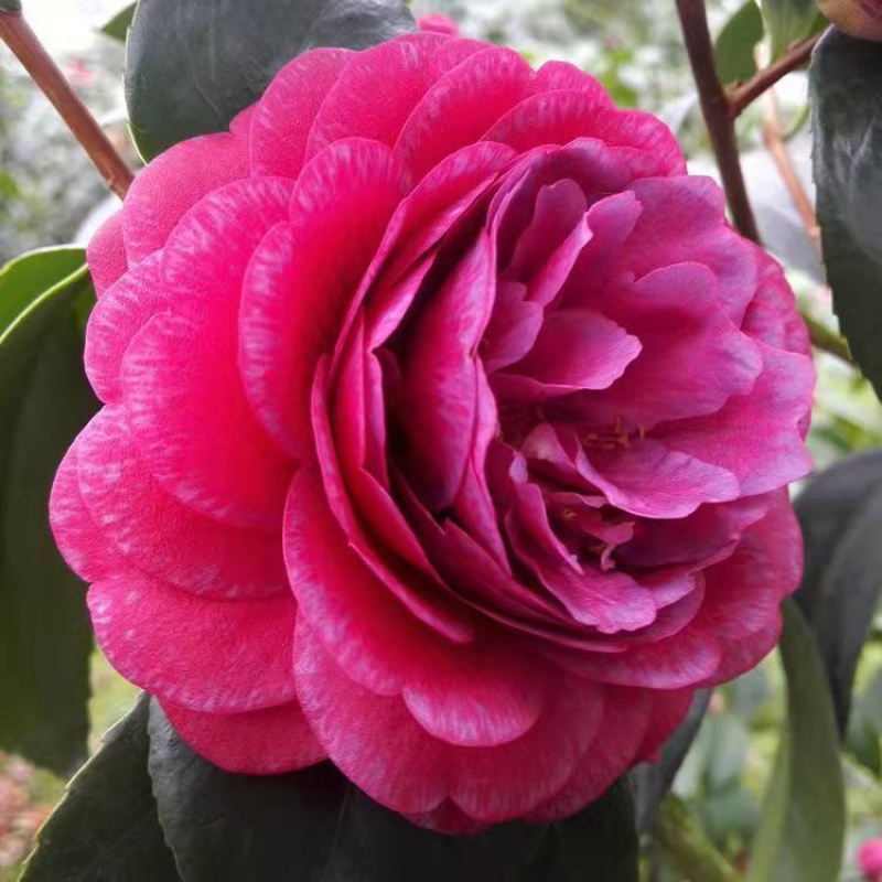 耐寒四级浓香香妃茶花盆栽120元6棵包邮到家