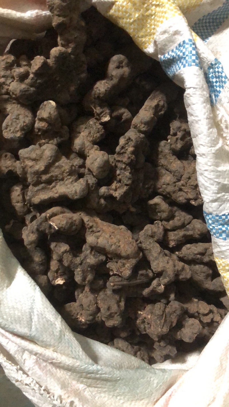 商洛土猪苓个子