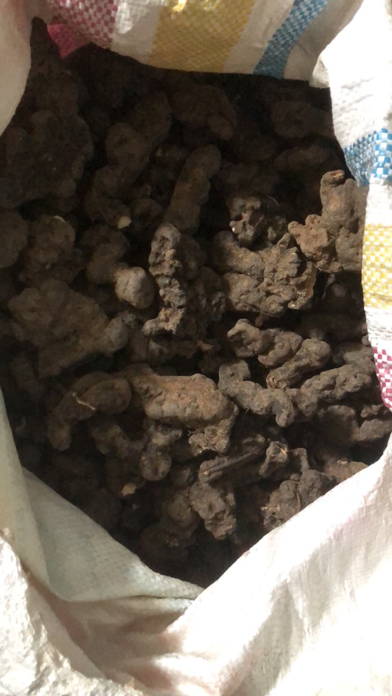 商洛土猪苓个子