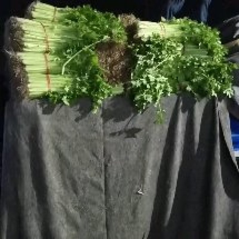 精品小西芹需要的老板请用官方电话提前订货