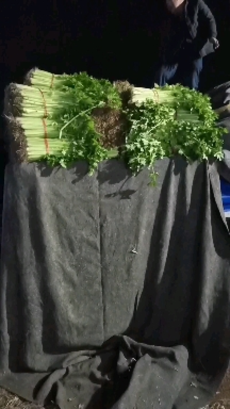 精品小西芹需要的老板请用官方电话提前订货