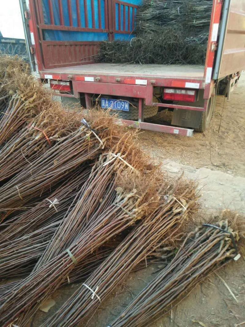 1公分2公分3公分华硕苹果苗红富士苹果树爱妃苹果树苗