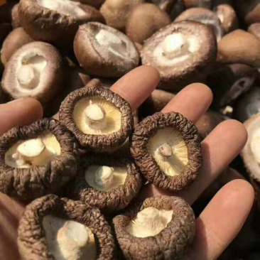 【精品】干香菇品质保证货优价低全国供应欢迎联系