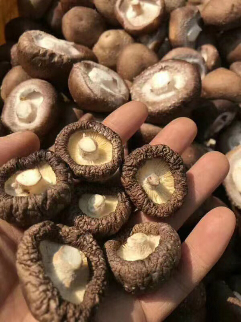【精品】干香菇品质保证货优价低全国供应欢迎联系