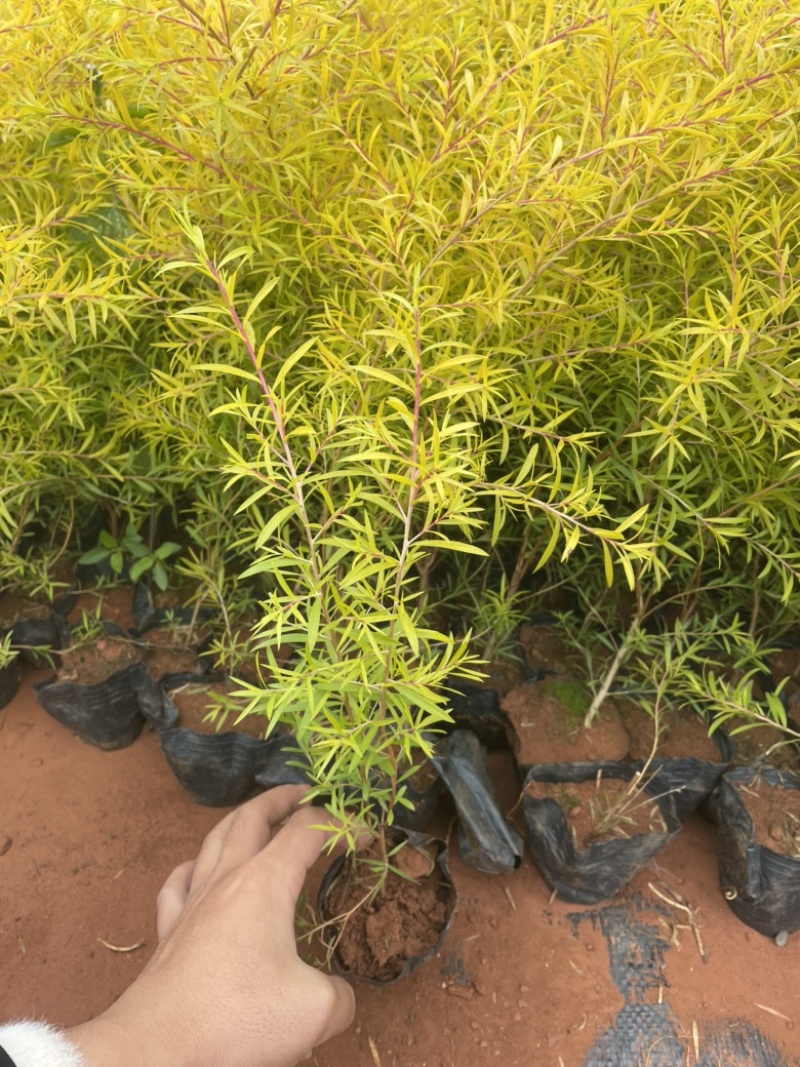 黄金香柳又叫千层金树叶金黄色云南货源