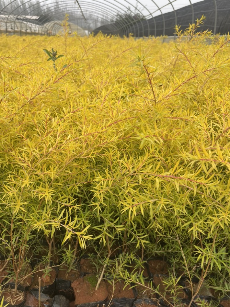 黄金香柳又叫千层金树叶金黄色云南货源