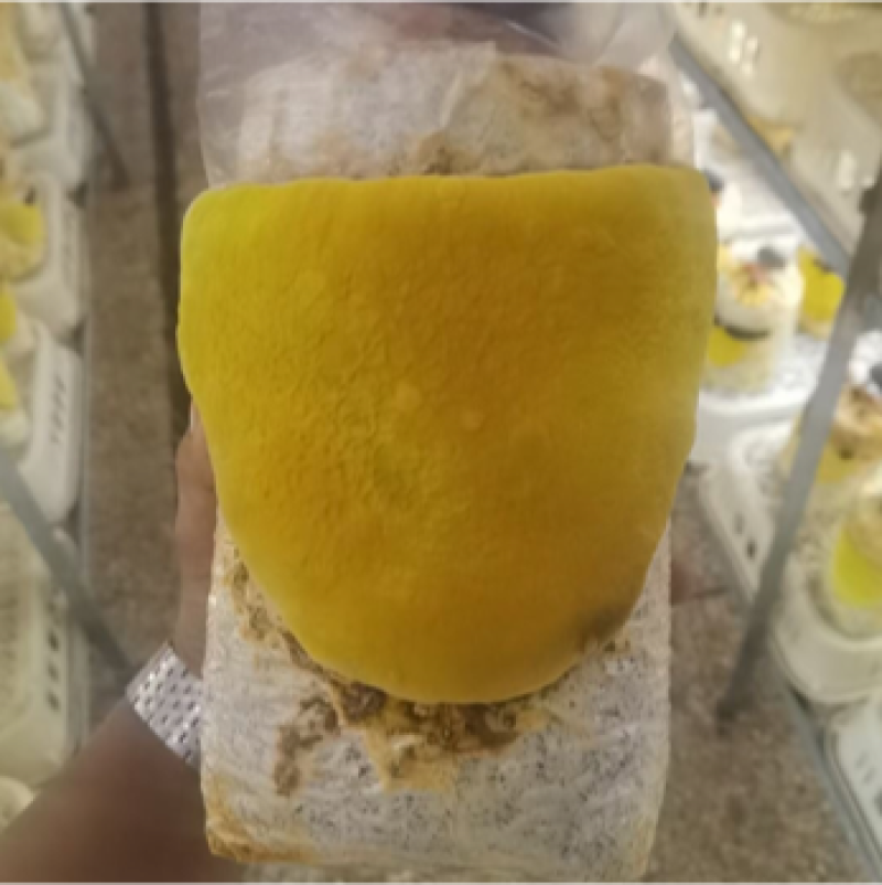 九十天龄桑黄菌袋灵芝棒灵芝菌棒