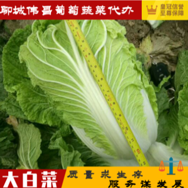 【精品】聊城大白菜4~6斤净菜专业代办服务完善