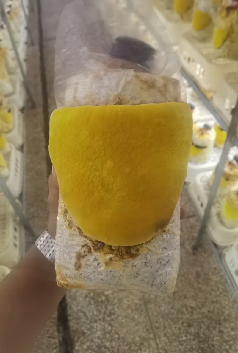 九十天龄桑黄菌袋灵芝棒灵芝菌棒