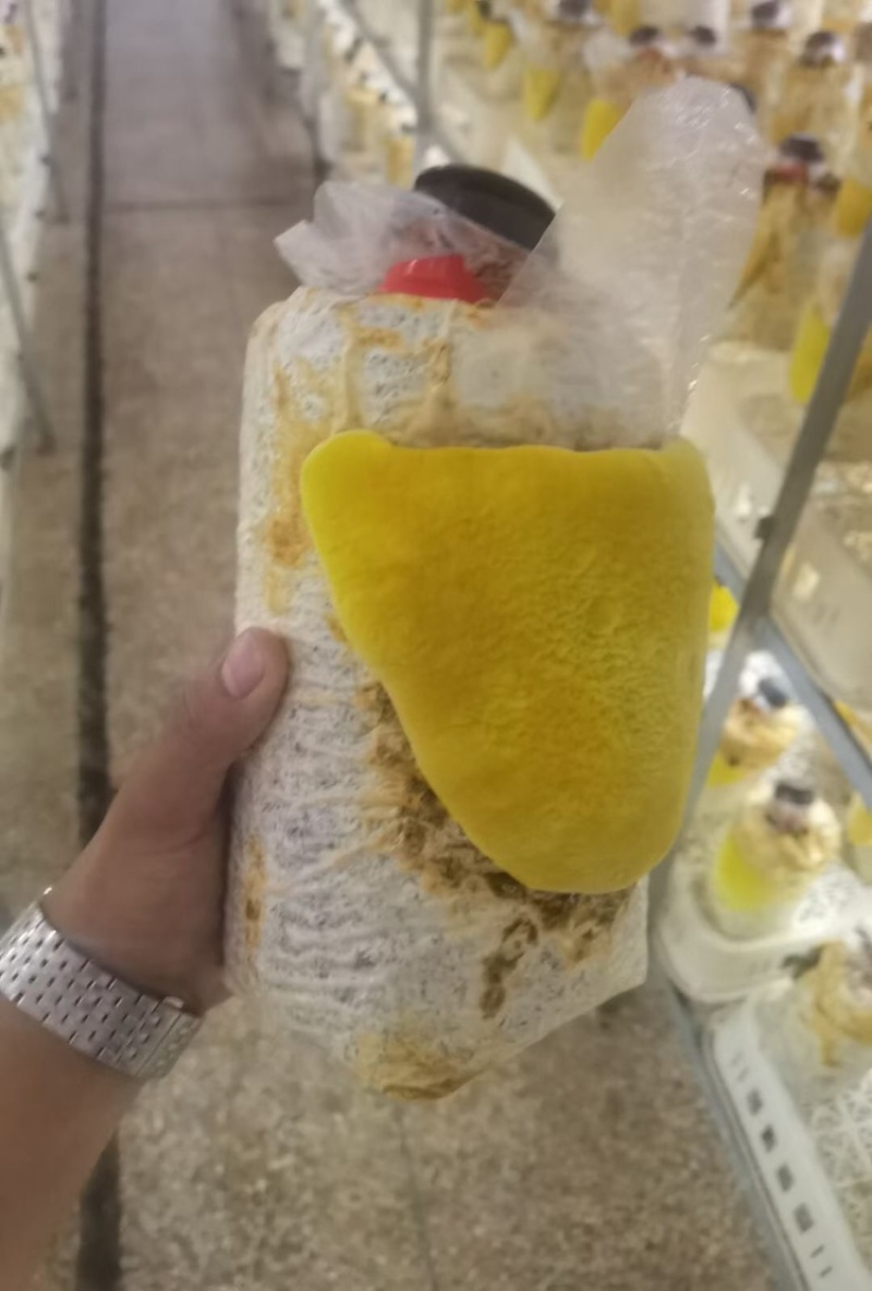 九十天龄桑黄菌袋灵芝棒灵芝菌棒