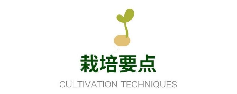 四季红草莓种子水果草莓种籽四季田园阳台盆栽易发芽奶油草莓