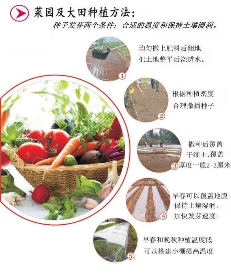 四季红草莓种子水果草莓种籽四季田园阳台盆栽易发芽奶油草莓