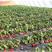 四季红草莓种子水果草莓种籽四季田园阳台盆栽易发芽奶油草莓