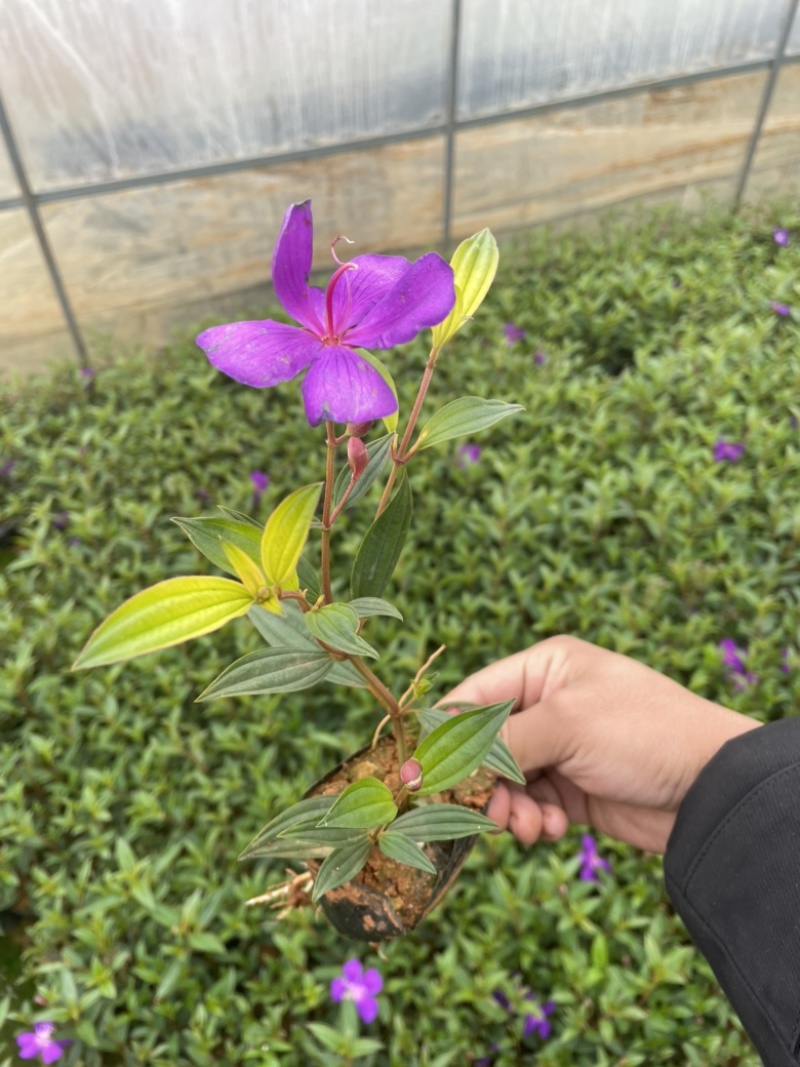 巴西野牡丹质量好正开花工地绿化苗小杯苗