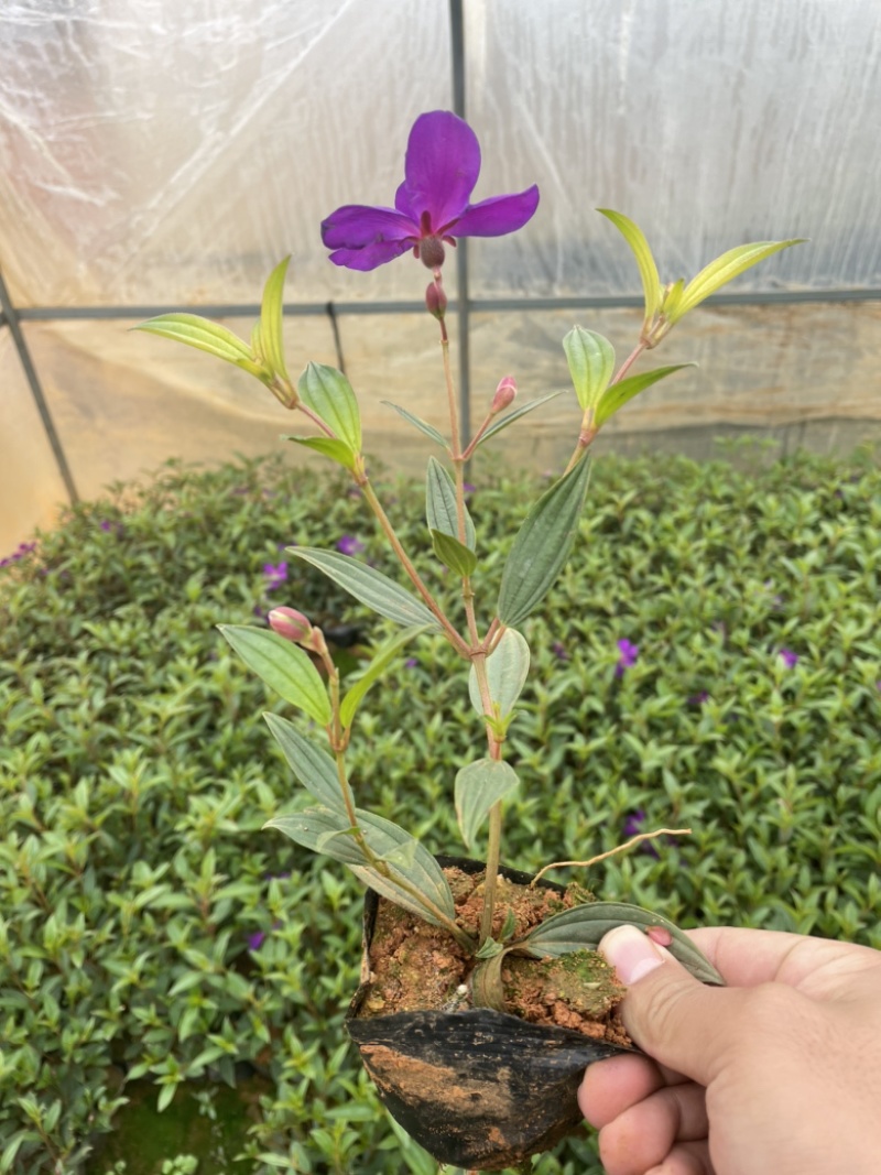 巴西野牡丹质量好正开花工地绿化苗小杯苗