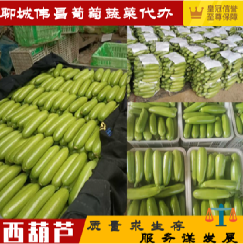 【精品】万亩西葫芦基地大量供应量大优惠可视频看货