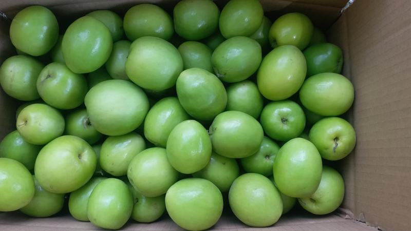 青枣湾大青枣，大叶枣，中叶枣，口感好又脆又甜5Og以上