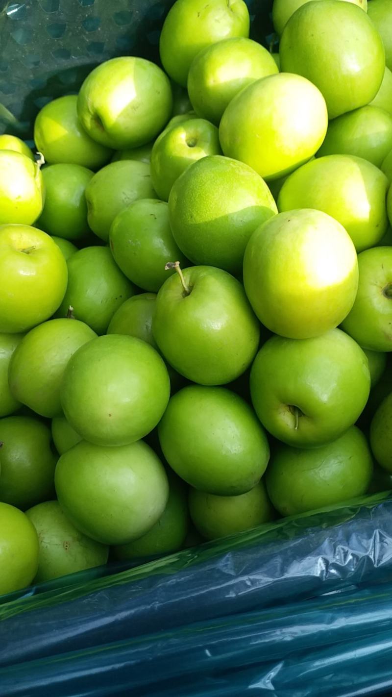 青枣湾大青枣，大叶枣，中叶枣，口感好又脆又甜5Og以上