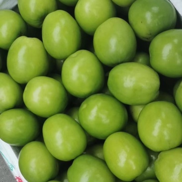 青枣湾大青枣，大叶枣，中叶枣，口感好又脆又甜5Og以上