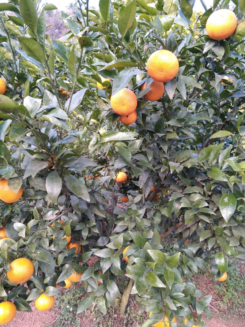 沃柑上市了，味道纯甜。果面干净，欢迎咨询。
