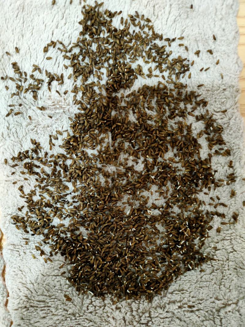 升级版竹筒青莴笋种子高桩莴笋种子二青莴笋种子莴苣种子