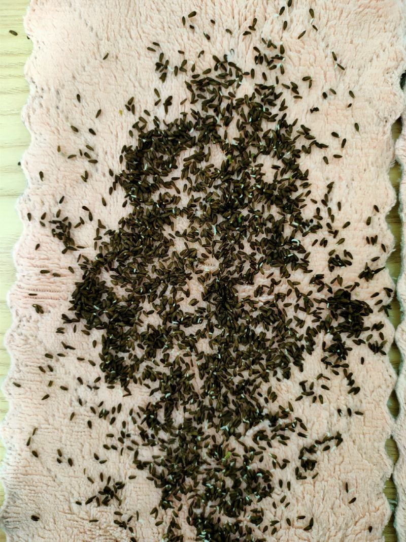 升级版竹筒青莴笋种子高桩莴笋种子二青莴笋种子莴苣种子