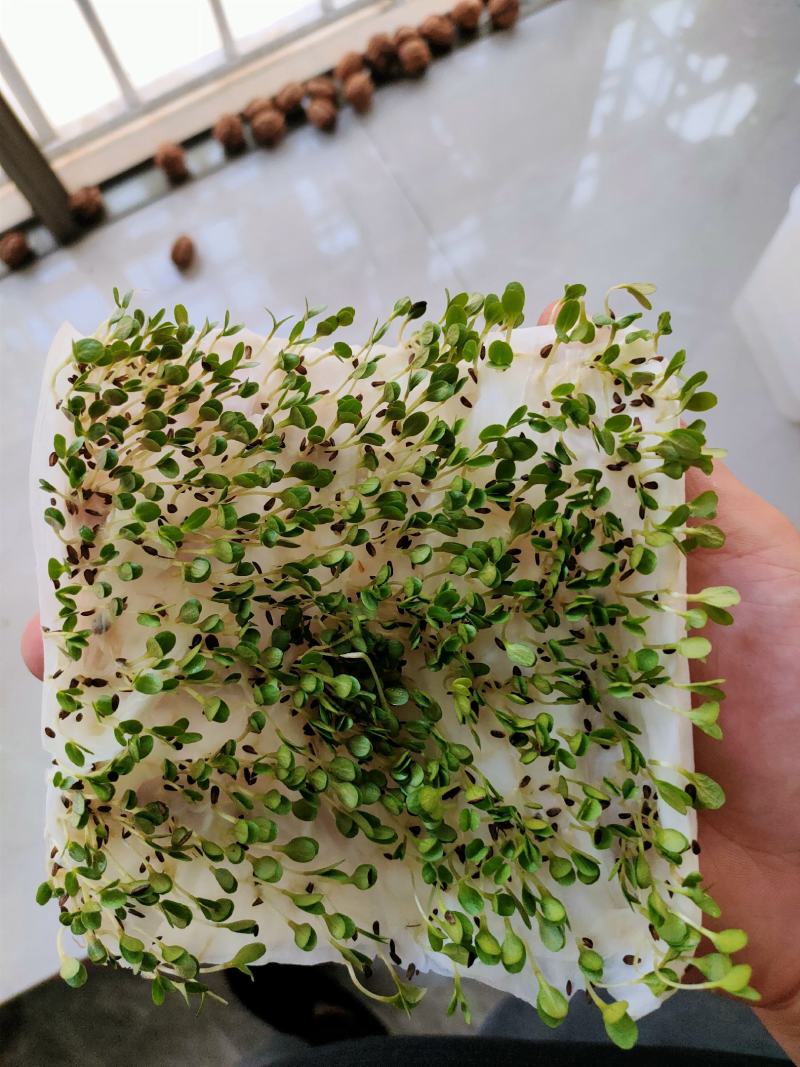 升级版竹筒青莴笋种子高桩莴笋种子二青莴笋种子莴苣种子