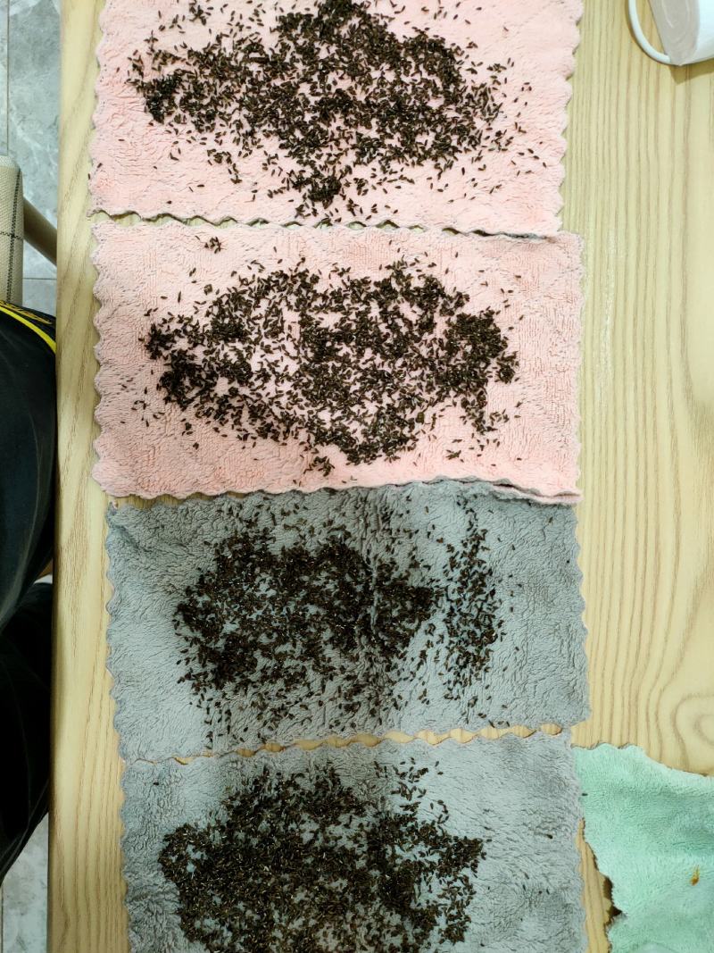 升级版竹筒青莴笋种子高桩莴笋种子二青莴笋种子莴苣种子