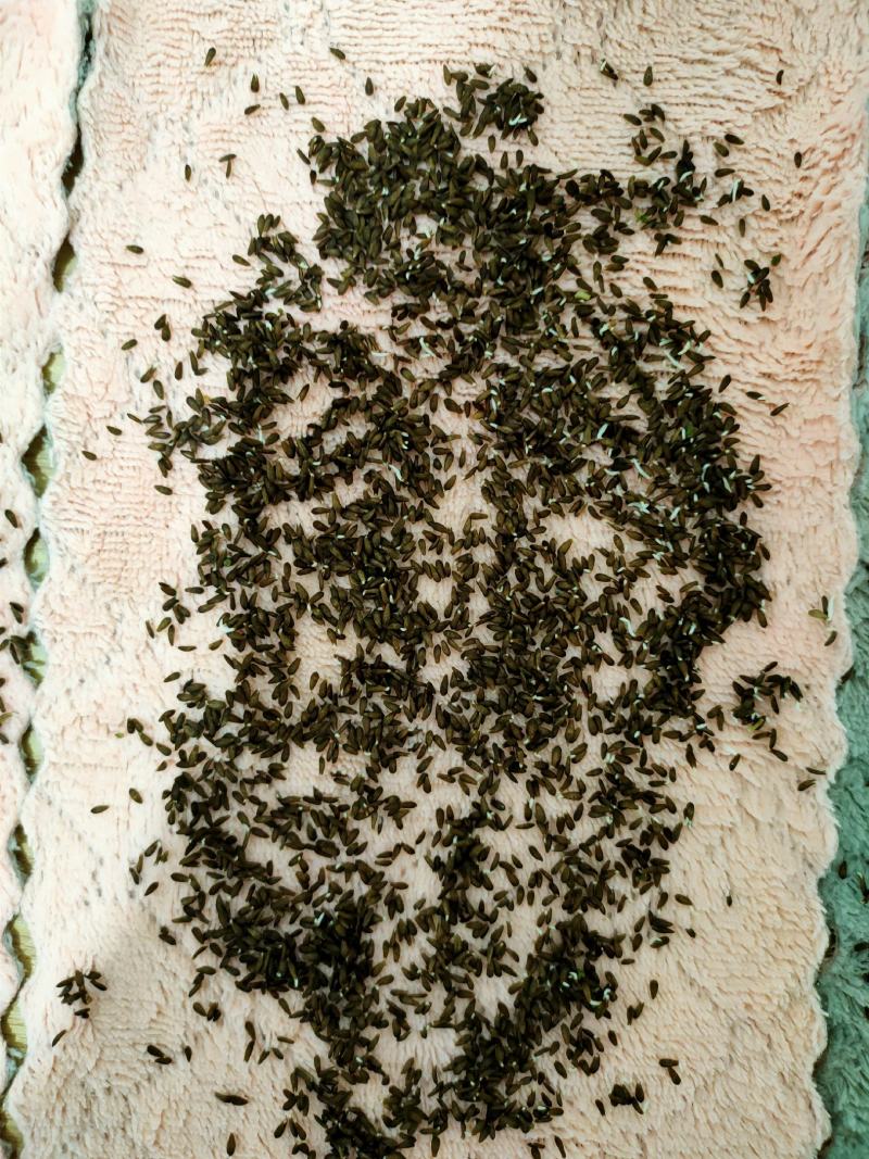 升级版竹筒青莴笋种子高桩莴笋种子二青莴笋种子莴苣种子
