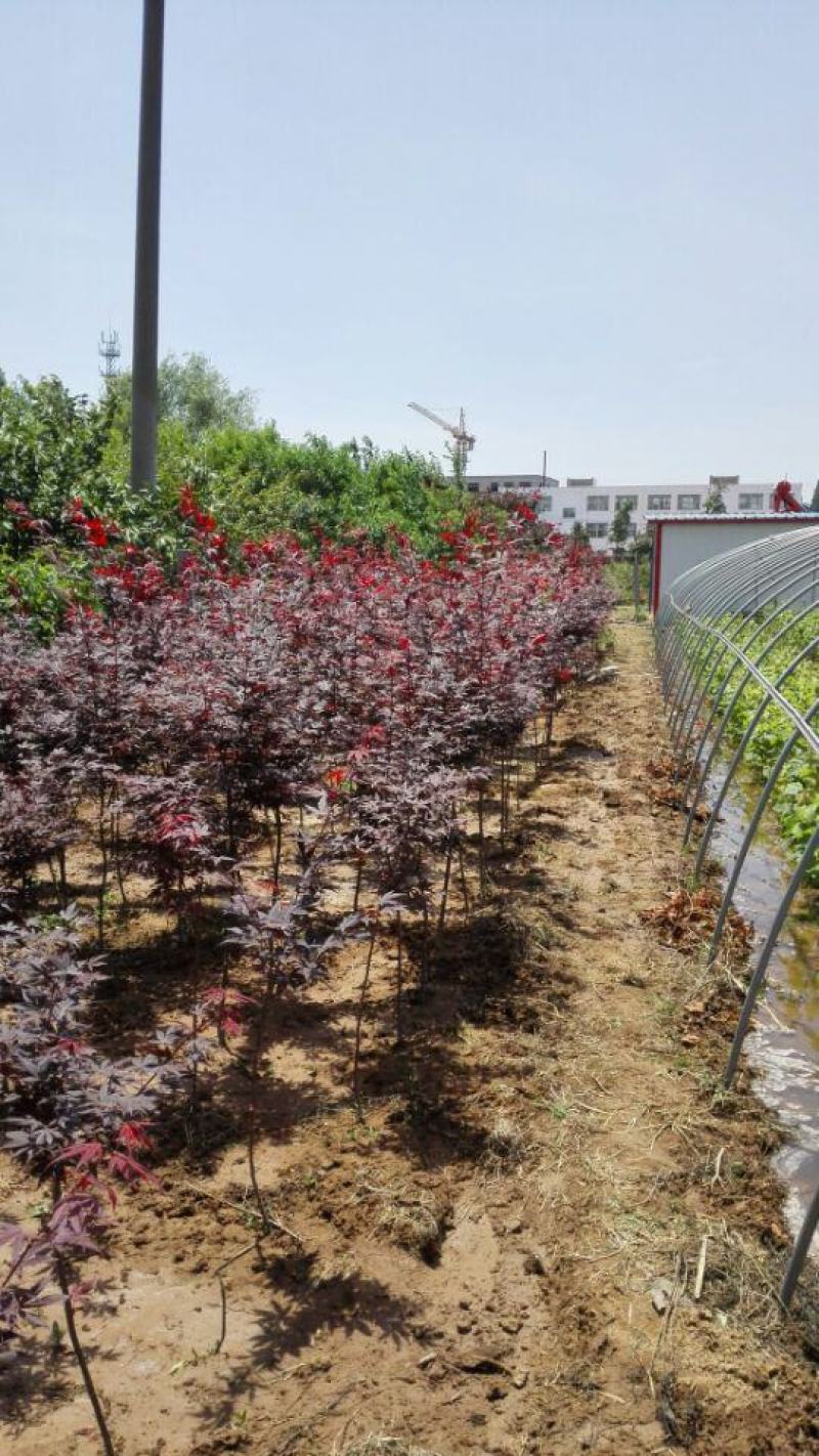 红枫树苗价格小苗一米高2~10公分红枫绿化风景树